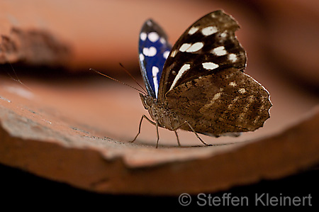 215 Fleck-Schillerfalter - Myscelia cyaniris